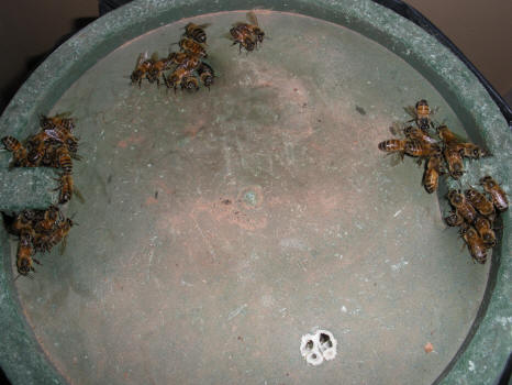 Honey bee hive in a pot