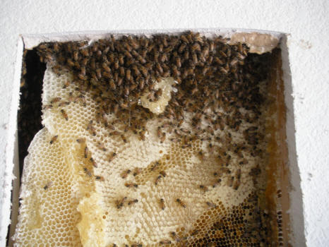Bees in wall.