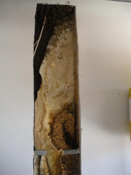 Bee hive
