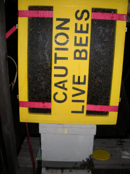 Bees moving to new hive.