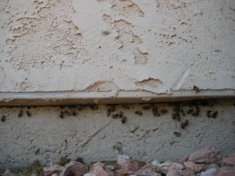 A Honey Bee hive in a wall.