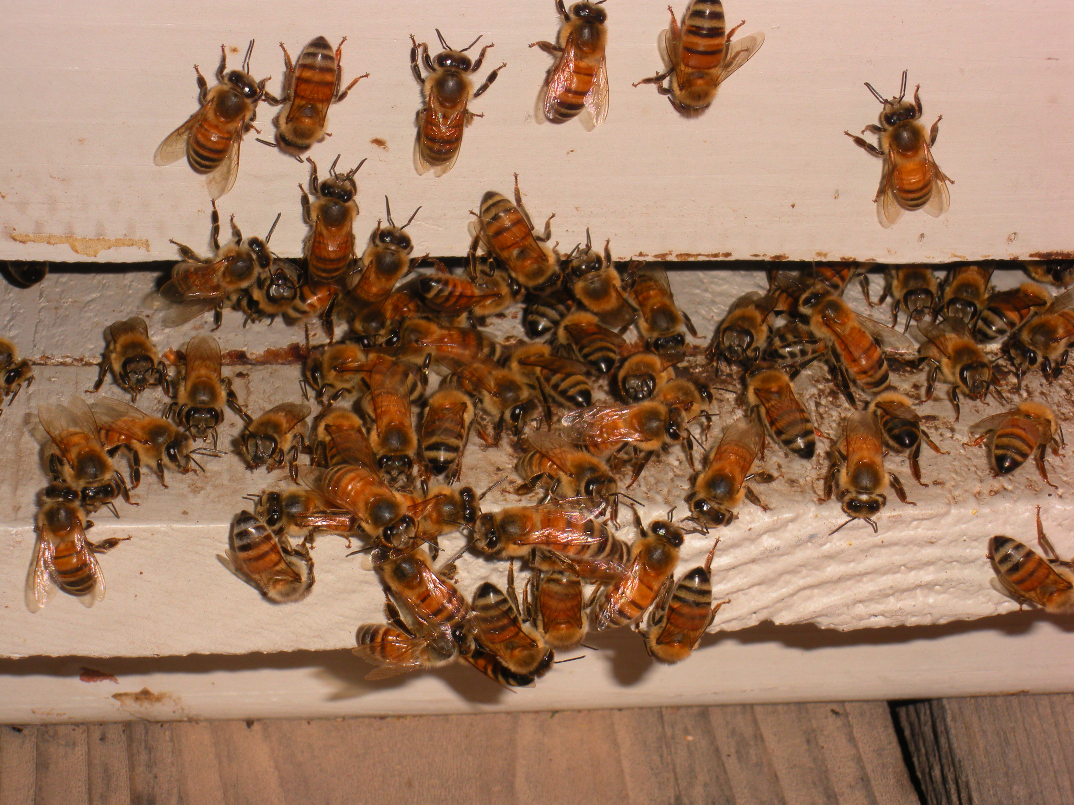 My Honeybees going into there bee hive