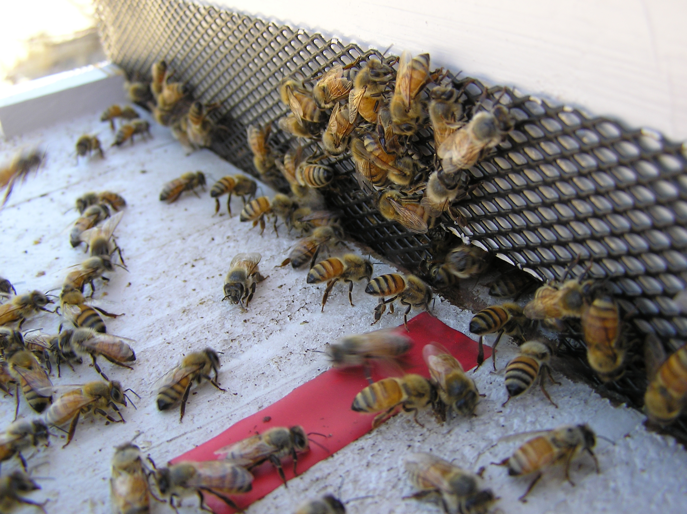 My Honeybees going into there bee hive